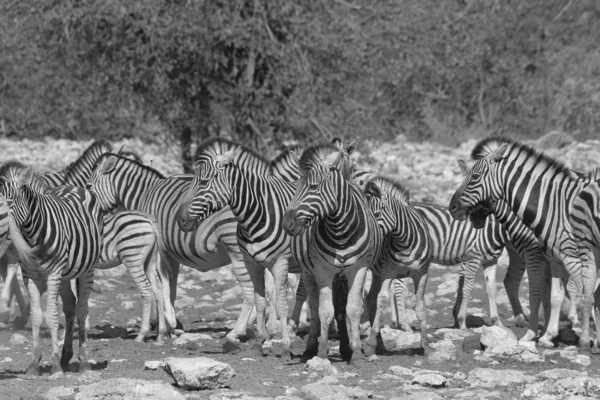 Plan Panoramique Noir Blanc Beaux Zèbres Sauvages Dans Savane — Photo