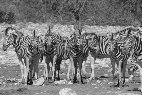 Černobílá Malebná Střela Krásných Divokých Zebry Savannah — Stock fotografie