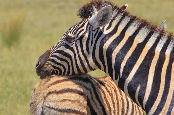 Colpo Panoramico Belle Zebre Selvagge Savana — Foto Stock