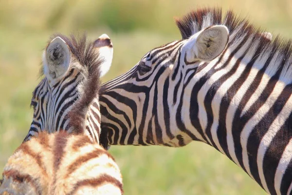 Plan Panoramique Beaux Zèbres Sauvages Dans Savane — Photo