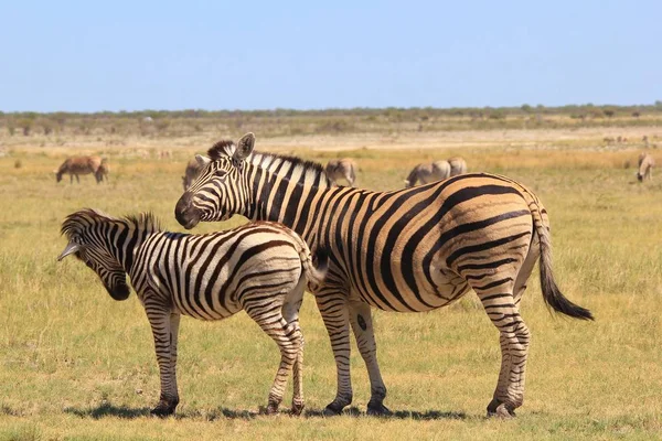 Plan Panoramique Beaux Zèbres Sauvages Dans Savane — Photo