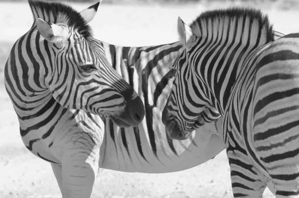 Plan Panoramique Noir Blanc Beaux Zèbres Sauvages Dans Savane — Photo