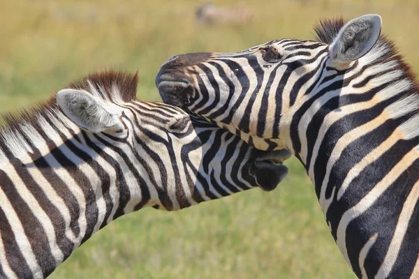 Plan Panoramique Beaux Zèbres Sauvages Dans Savane — Photo