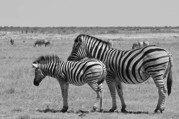 Preto Branco Cena Tiro Belas Zebras Selvagens Savana — Fotografia de Stock