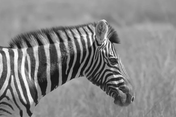 Burchell Zebra Pose Wilds Namibia Southwestern Africa Con Icónicas Rayas —  Fotos de Stock