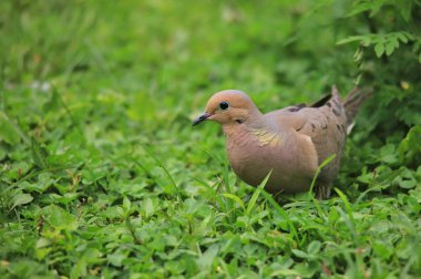 Çimde Zümrüt Benekli Güvercin - Afrika Egzotik Renkli Vahşi Kuşlar