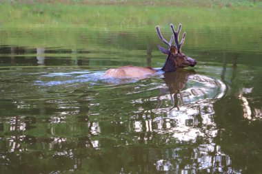 doğada gölde yüzen vahşi geyik