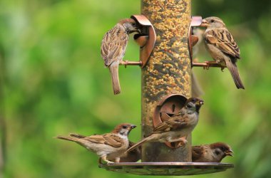 yeşil parkta serçeyakın