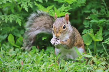 yeşil çim üzerinde sincap yakın