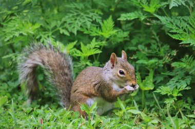yeşil çim üzerinde sincap yakın