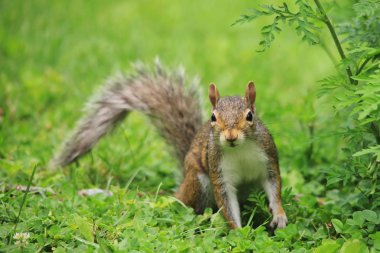 yeşil çim üzerinde sincap yakın