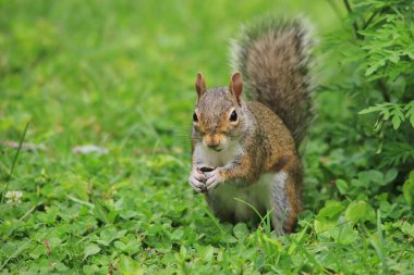 yeşil çim üzerinde sincap yakın