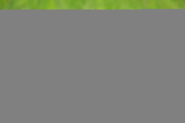 yeşil çim üzerinde sincap yakın