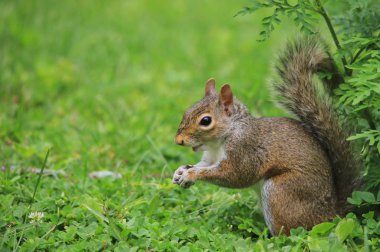 yeşil çim üzerinde sincap yakın
