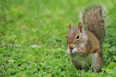 yeşil çim üzerinde sincap yakın