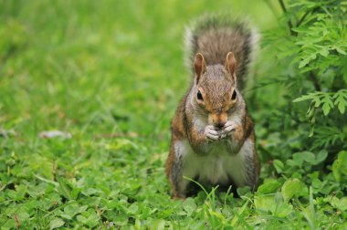 yeşil çim üzerinde sincap yakın