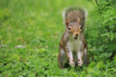 yeşil çim üzerinde sincap yakın