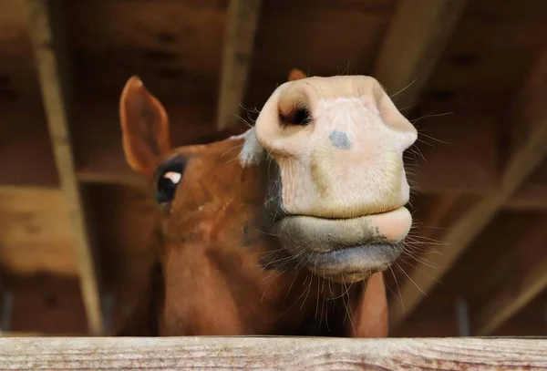 padok ayakta at yakın çekim
