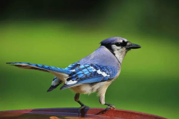 Jay Bleu Fond Oiseau Sauvage Coloré Couleurs Dans Nature — Photo