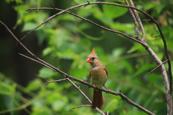 Kardinal Färgglada Wild Bird Bakgrund Färger Naturen — Stockfoto