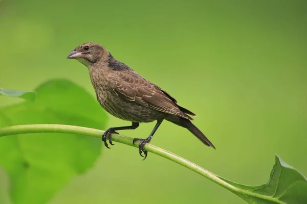 Casa Finch Natureza Aves Selvagens América — Fotografia de Stock