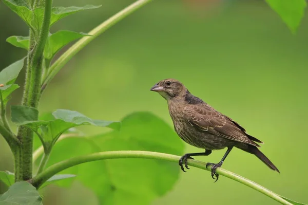 Doğada House Finch - Amerika'dan Wild Birds