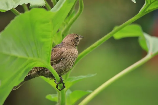 Casa Finch Natureza Aves Selvagens América — Fotografia de Stock