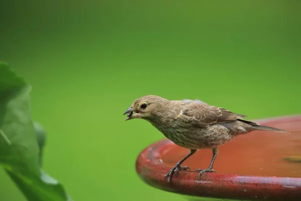 Casa Finch Natura Uccelli Selvatici Dall America — Foto Stock