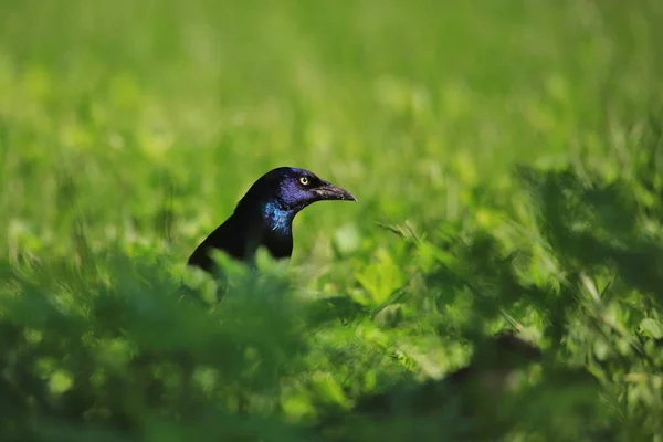 Black Eared Starling Pássaro Selvagem Origens África — Fotografia de Stock