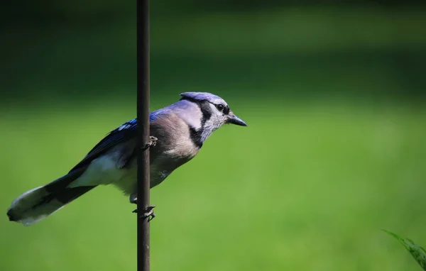 Niebieski Jay Kolorowe Dzikie Ptak Tło Kolory Przyrodzie — Zdjęcie stockowe