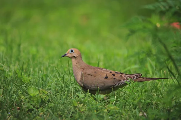 Çimde Zümrüt Benekli Güvercin - Afrika Egzotik Renkli Vahşi Kuşlar