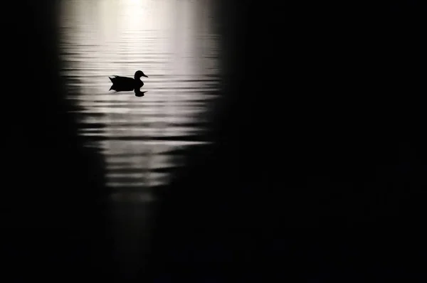 Canard Sauvage Nageant Dans Lac Noir Blanc — Photo