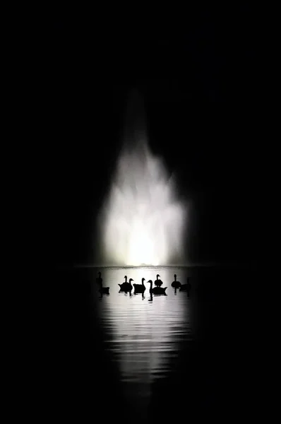 Canards Sauvages Nageant Dans Lac Noir Blanc — Photo