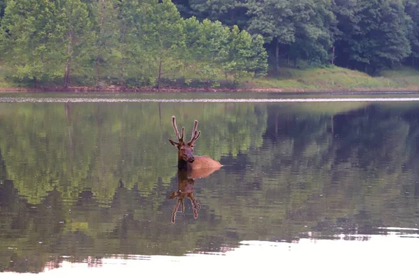 自然の中で湖で泳ぐ野生の鹿 — ストック写真