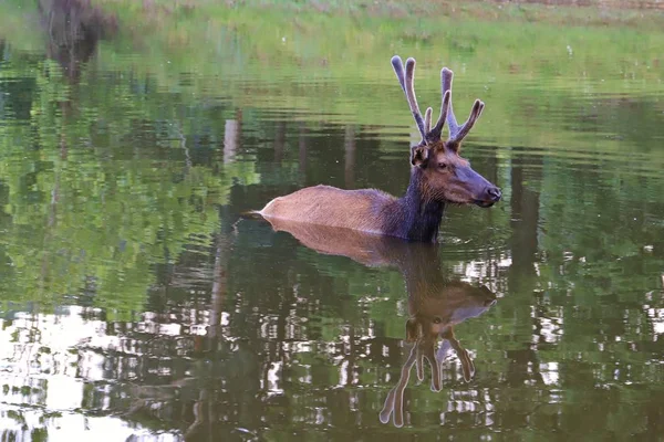 野生鹿在大自然中游泳 — 图库照片