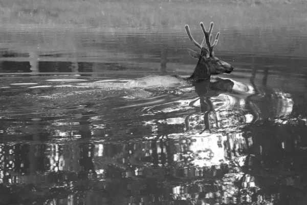 Дикий Олень Плаває Озері Чорно Білий — стокове фото