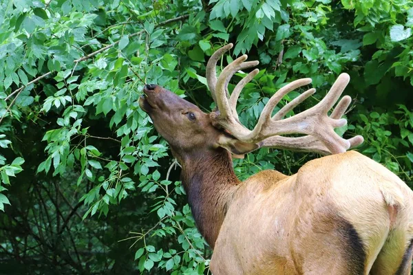 Nahaufnahme Von Hirschen Die Blätter Vom Baum Fressen — Stockfoto