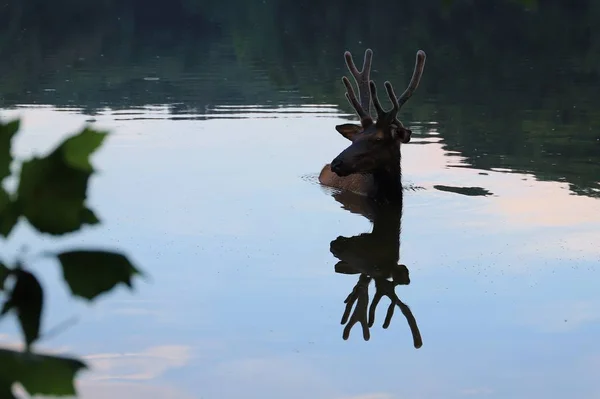 Cerfs Sauvages Nageant Dans Lac Dans Nature — Photo