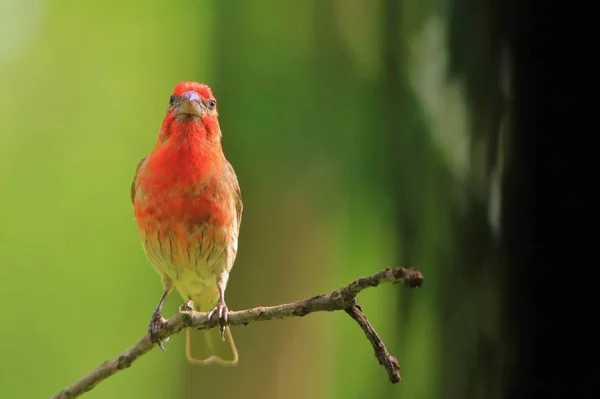 orange bird - Colorful Wild Bird Background - Colors in Nature