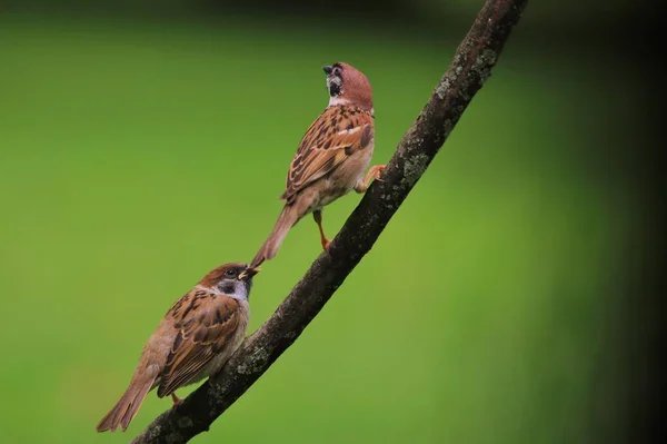 Nahaufnahme Von Spatzen Grünen Park — Stockfoto