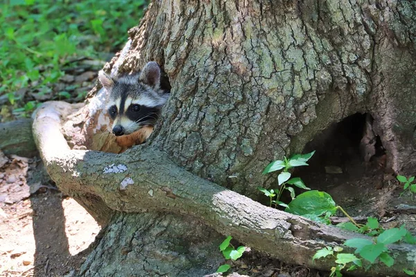 Nahaufnahme Von Kleinem Waschbär Baum — Stockfoto