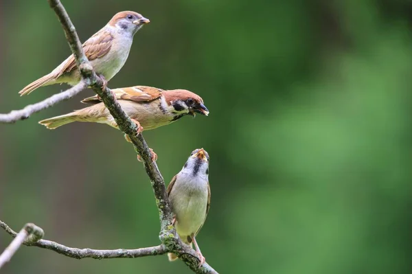 Närbild Sparvar Green Park — Stockfoto