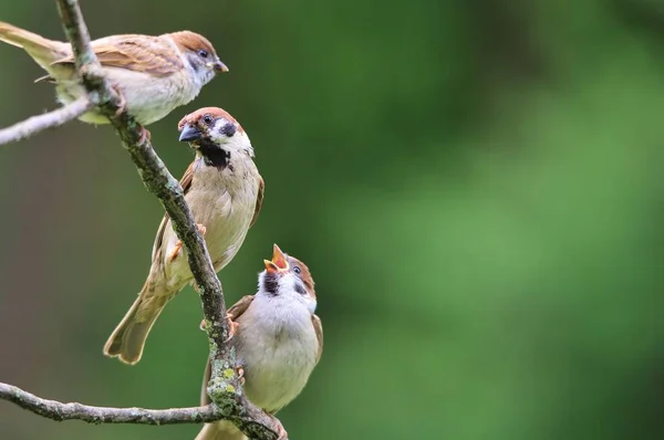 yeşil parkta serçeyakın