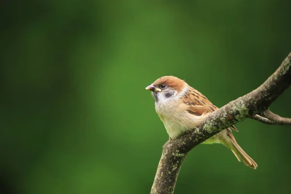 Närbild Sparrow Green Park — Stockfoto