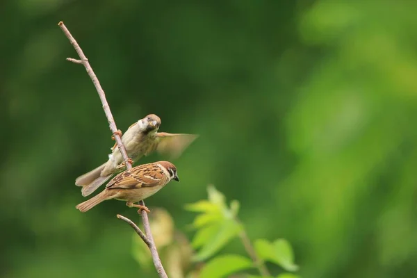 Close Sparrows Green Park — Stock Photo, Image