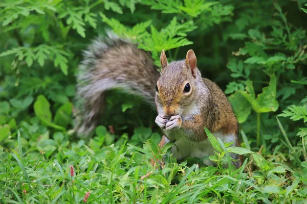 Nahaufnahme Von Eichhörnchen Auf Grünem Gras — Stockfoto