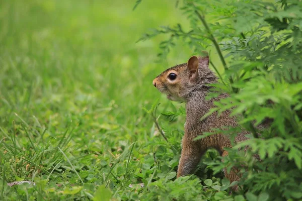 yeşil çim üzerinde sincap yakın