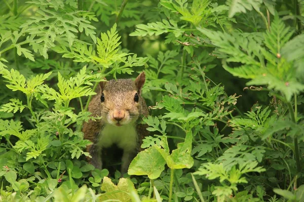 Nahaufnahme Von Eichhörnchen Auf Grünem Gras — Stockfoto