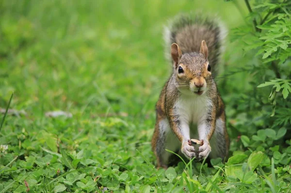 yeşil çim üzerinde sincap yakın