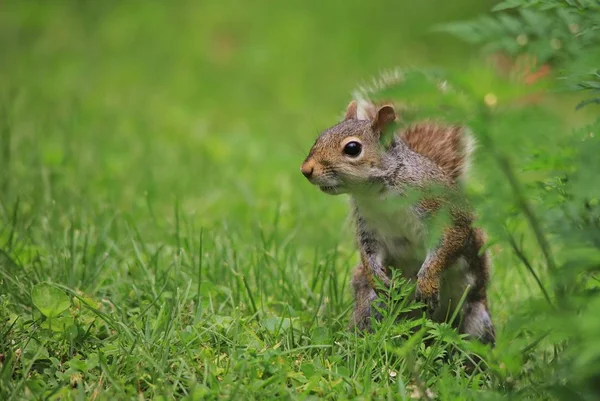 yeşil çim üzerinde sincap yakın